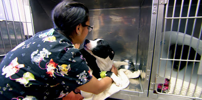 18:00: Dr. Jeff: Rocky Mountain Vet (S2 E8) (S2) | Animal Planet | 12/24 2025