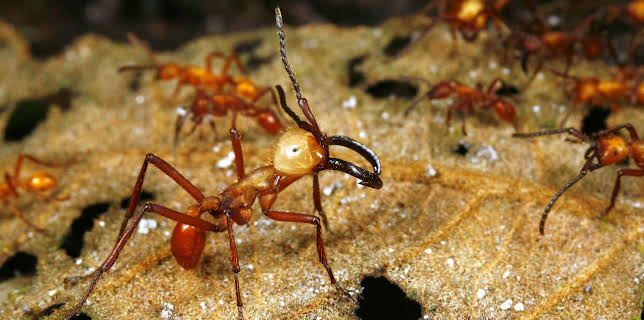 20:15: Krasse Krabbeltiere | Arte | 12/4 2025