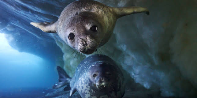 16:15: Eisige Welten II (4/6) | 3SAT | 11/27 2025