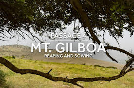 Bible Land Passages: In the Shadow of Gilboa: Reaping & Sowing