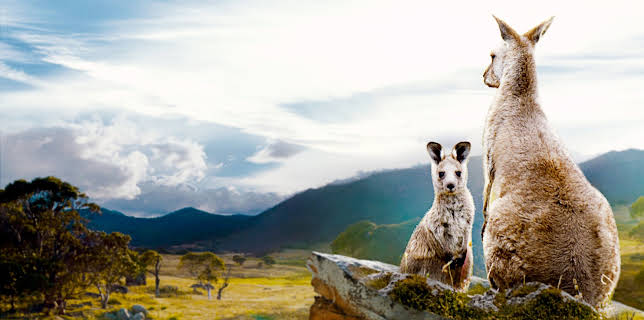 En el valle de los canguros (2022)