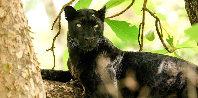 21:00: Expeditionen ins Tierreich | Radio Bremen | 3/25 2026