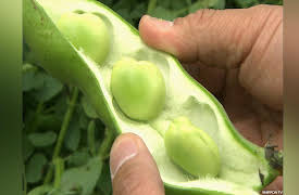 Dining Al Fresco: Fava Beans