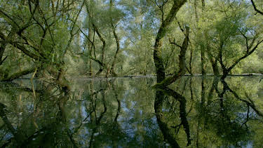 15:50: Unsere Wälder (3/3) | 3SAT | 4/26 2026