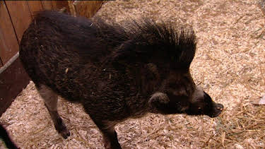 10:35: Elefant, Tiger & Co. | MDR Fernsehen | 4/20 2026