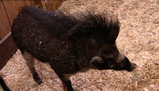 Elefant, Tiger & Co. (243)