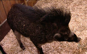 Elefant, Tiger & Co.