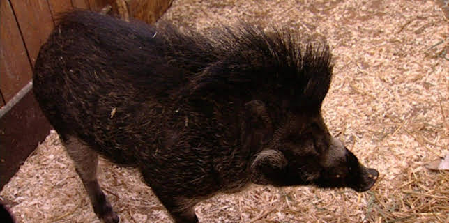 14:25: Elefant, Tiger & Co. (243) | MDR Fernsehen | 2/2 2026