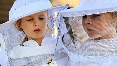 07:20: Nysgjerrige Noah: Honning og dronning | NRK Super | 3/31 2026