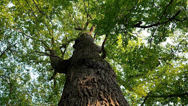13:00: Die geheimnisvolle Sprache der Bäume - Unterwegs mit den Hütern des Waldes | 3SAT | 4/28 2026