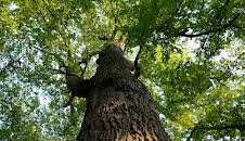 Die geheimnisvolle Sprache der Bäume - Unterwegs mit den Hütern des Waldes