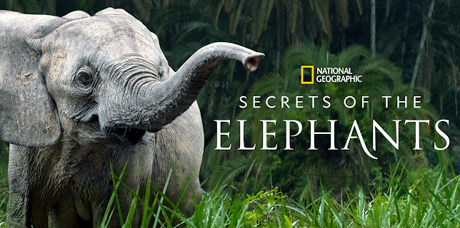 Secrets of the Elephants