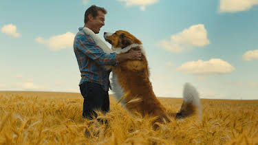 23:00: A Dog's Journey | Viasat Film Family | 4/30 2026