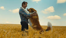 A Dog's Journey