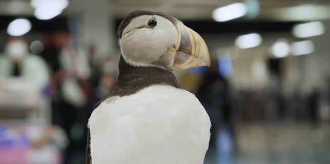 00:05: Border Patrol New Zealand | ProSieben Maxx | 12/22 2025