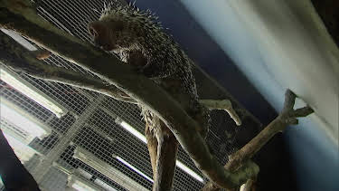 05:55: Giraffe, Erdmännchen & Co. (267) | HR Fernsehen | 7/2 2026