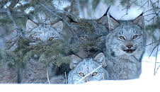 Documental  El Año De La Naturaleza Canadiense