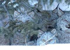Documental  El Año De La Naturaleza Canadiense