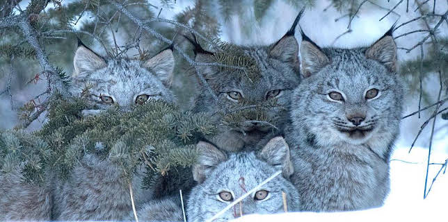 17:17: Grandes Documentales El Año De La Naturaleza Canadiense | LA 2 | 12/8 2025