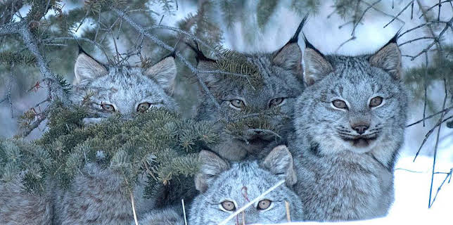 Grandes Documentales El Año De La Naturaleza Canadiense