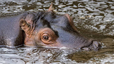 05:50: Giraffe, Erdmännchen & Co. (225) | HR Fernsehen | 4/30 2026