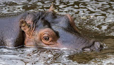 Giraffe, Erdmännchen & Co. (225)