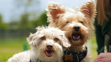 21:35: Hundehuset: George og Daisy | NRK 2 | 4/8 2026