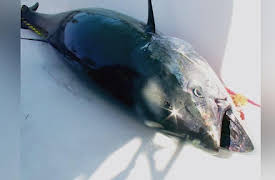 Wicked Tuna North vs. South, Season 1: The Fat Tuna Sings
