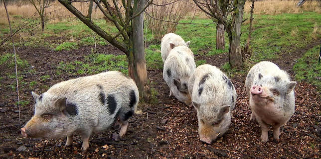 02:45: Tierarzt für alle Felle | MDR Fernsehen | 2/21 2026