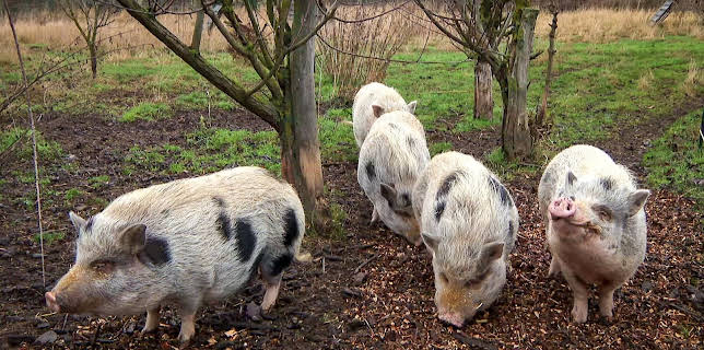 Tierarzt für alle Felle