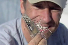 Dirty Jobs Season 1: Shrimper