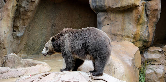 06:50: The Zoo: San Diego (S2 E9) (S2) | Animal Planet | 3/16 2026