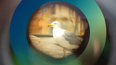 14:10: planet e.: Möwen - die frechen Diebe der Lüfte | ZDFinfo | 4/20 2026