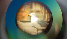 planet e.: Möwen - die frechen Diebe der Lüfte