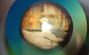 planet e.: Möwen - die frechen Diebe der Lüfte