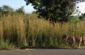 Wild Tube: Episode 12