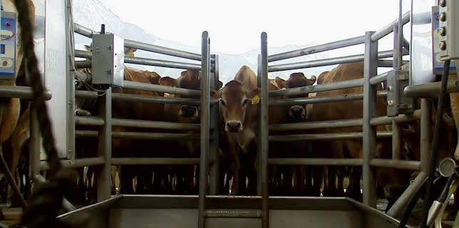 10:00 PM: Life After People | History | 11/20 2025