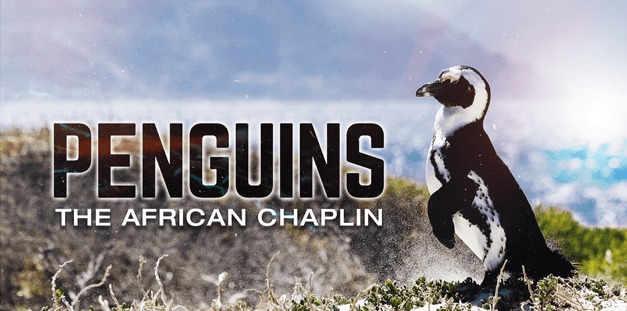 Penguins: The African Chaplin (2015)