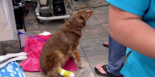 2:00 PM: Dr. Jeff: Rocky Mountain Vet (S1) | Discovery Channel | 3/26 2026