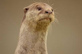 Otter Dynasty: A Queen’s Wrath