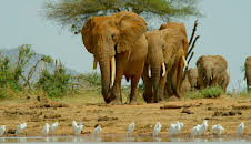 Kenia, eine Oase im Sand (2/2)