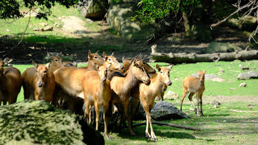 20:00: The Zoo (S4 E5) (S4) | Animal Planet | 4/4 2026