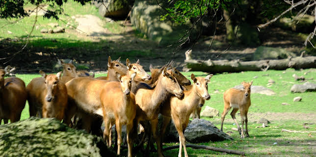 06:50: The Zoo (S4 E5) (S4) | Animal Planet | 1/30 2026