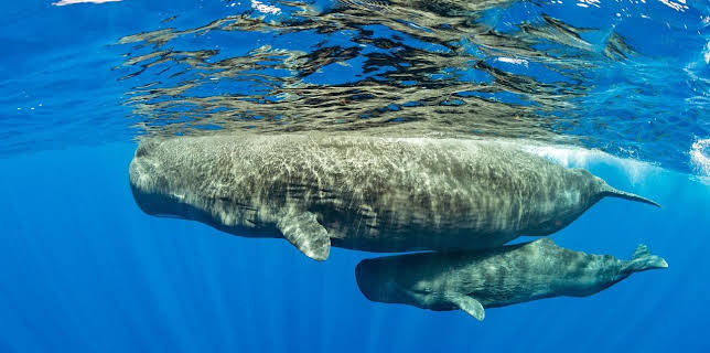 00:00: Magisches Mittelmeer | RBB Fernsehen | 3/25 2026