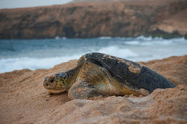 10:20: Wilder Oman (1/2) | 3SAT | 4/20 2026