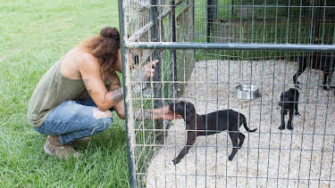 16:00: Pit Bulls & Parolees (S10 E6) (S10) | Animal Planet | 2/13 2026