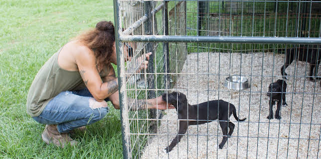 15:00: Pit Bulls & Parolees (S10 E6) (S10) | Animal Planet | 11/25 2025