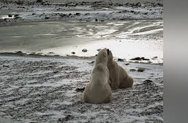 Journey with Dylan Dreyer S1: Wonders of the Arctic