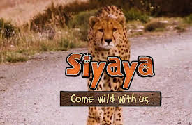 Siyaya – Come Wild With Us: Searching for White Eye