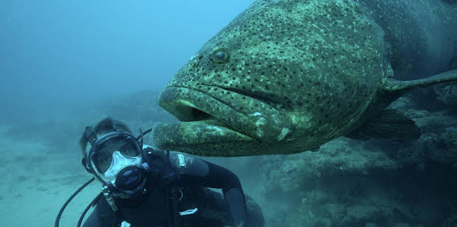 17:00: Chasing Monsters - Monsterfischen auf der Spur | Kabel Eins Doku | 1/2 2026